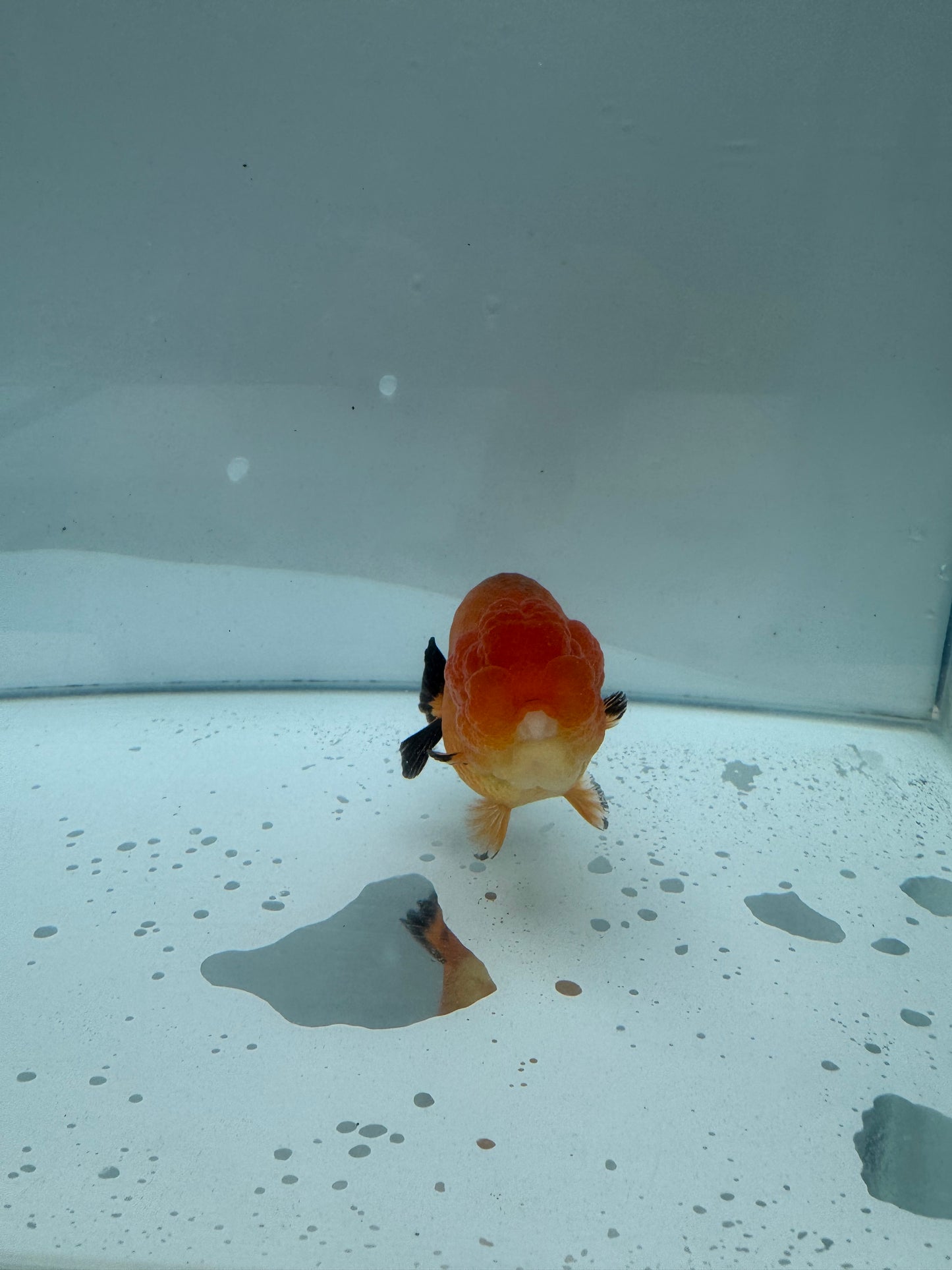 Red Ranchu. WVF085