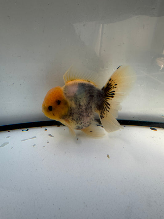 White tiger Oranda. WVF1227