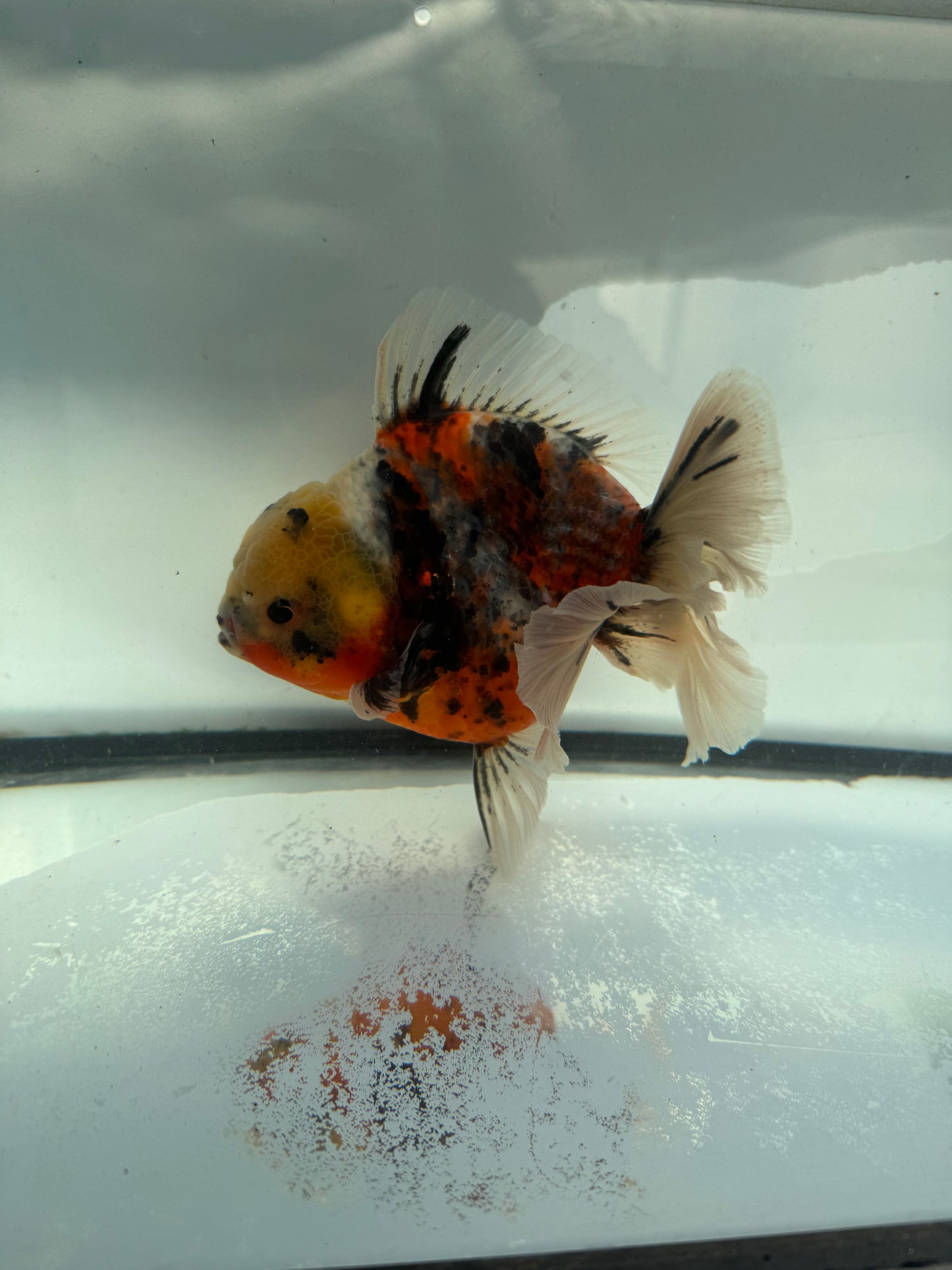 Calico Oranda. WVF1034