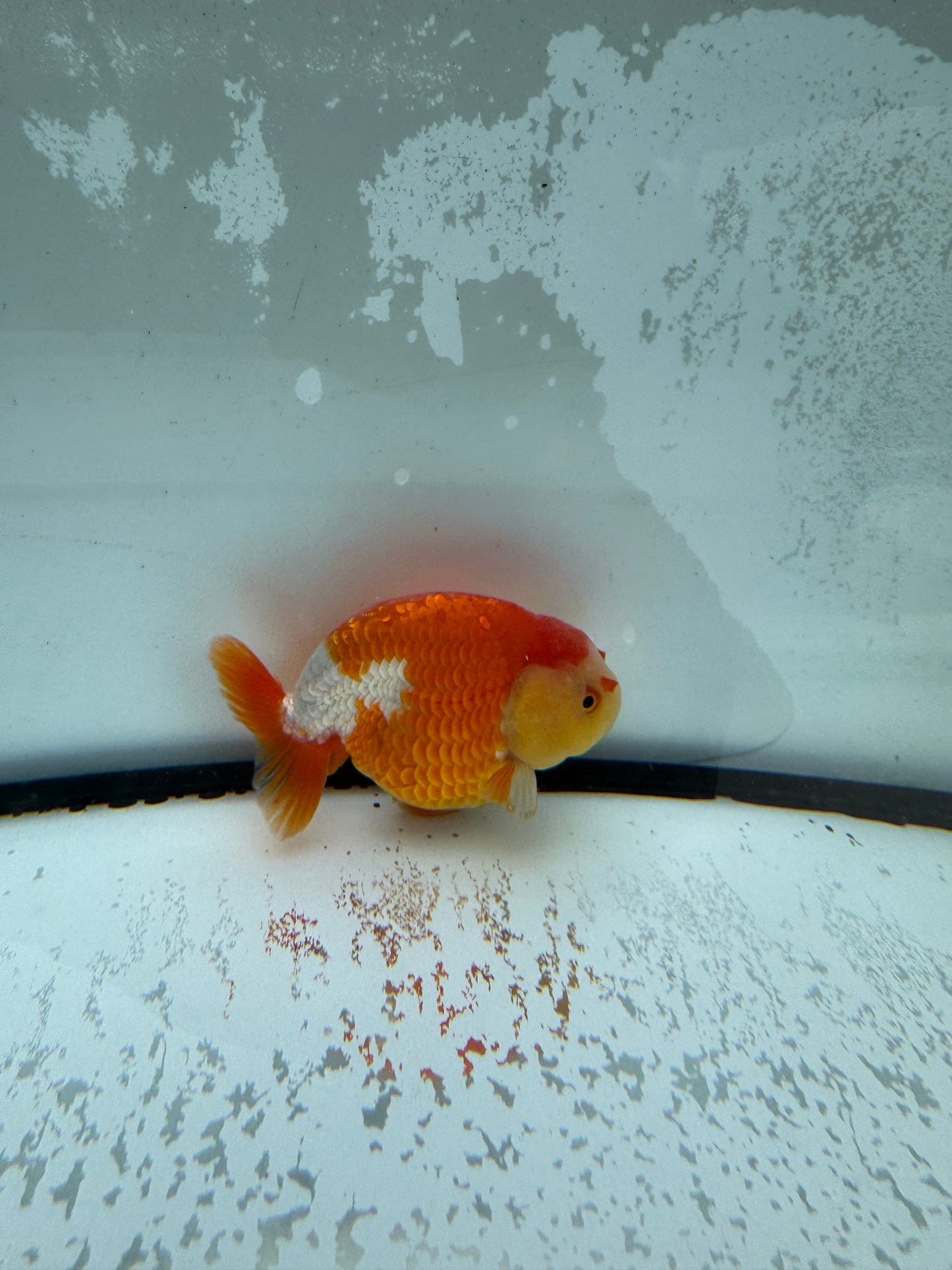 Red&white Ranchu. WVF1004