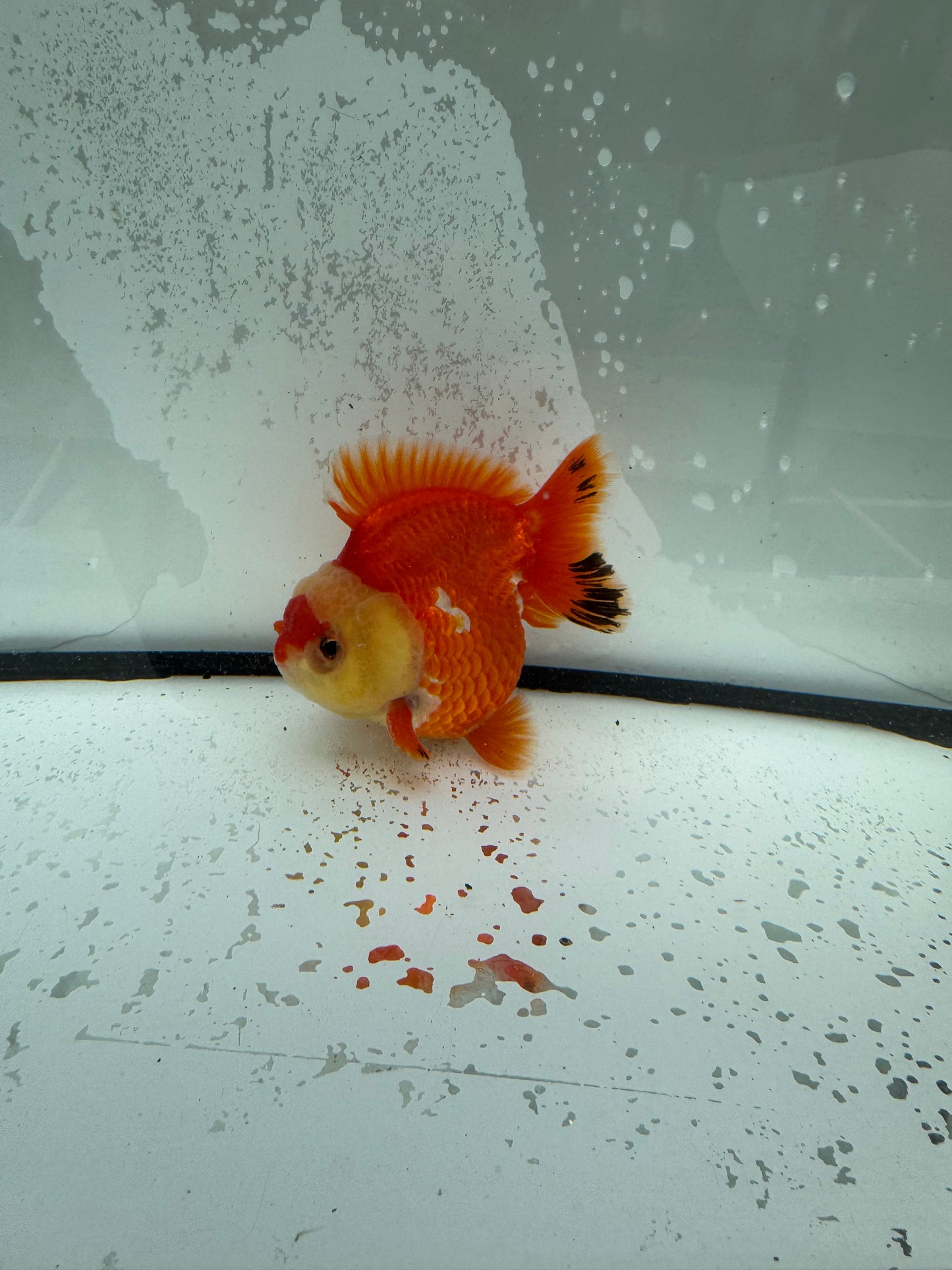 Red&white short tail Oranda. WVF1118
