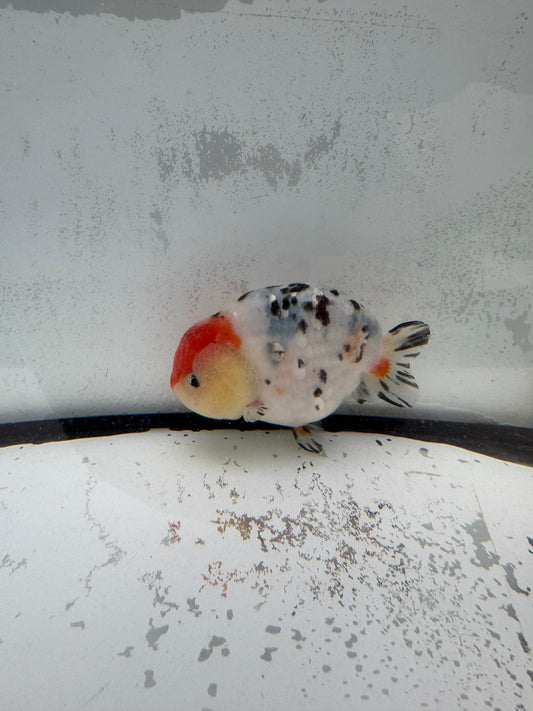 Calico Ranchu. WVF438