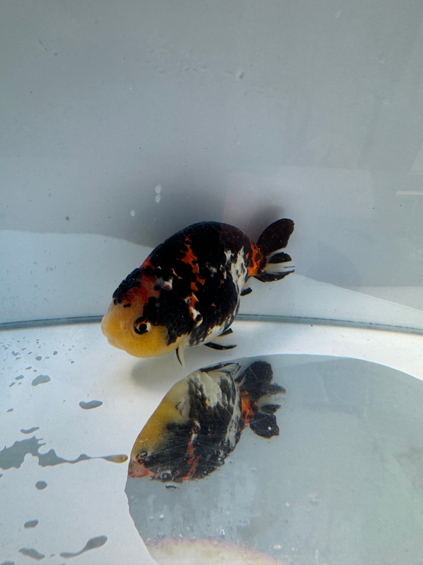 Calico Ranchu.  WVF154