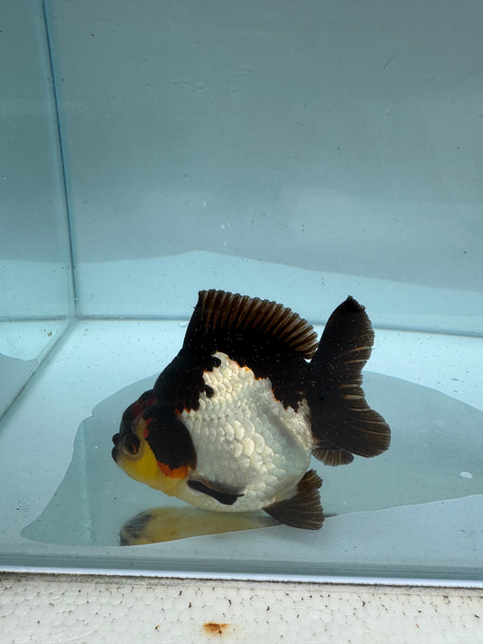 Panda/tricolour Oranda direct from Nana goldfish farm. WVF288