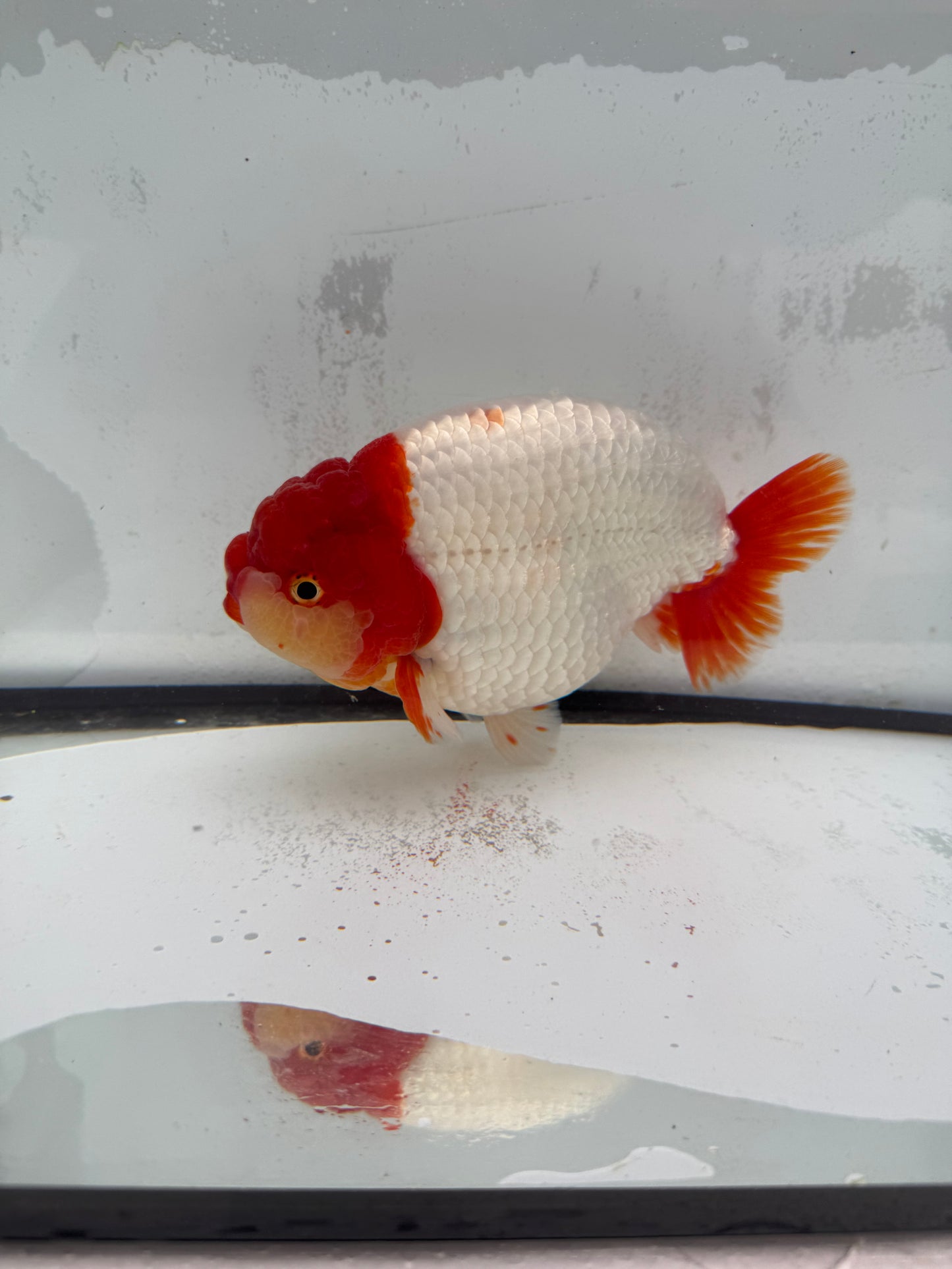 Red&white Ranchu. WVF456