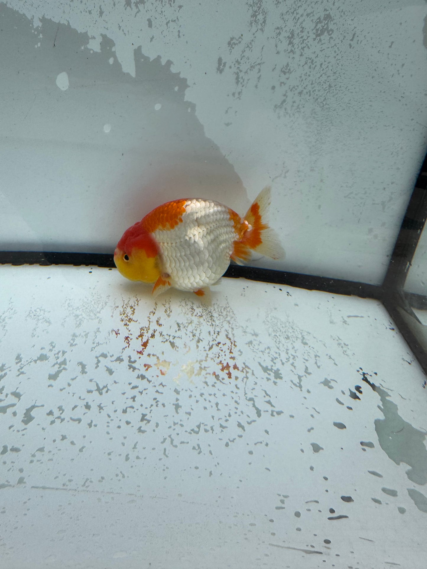 Red&white Ranchu. WVF1006