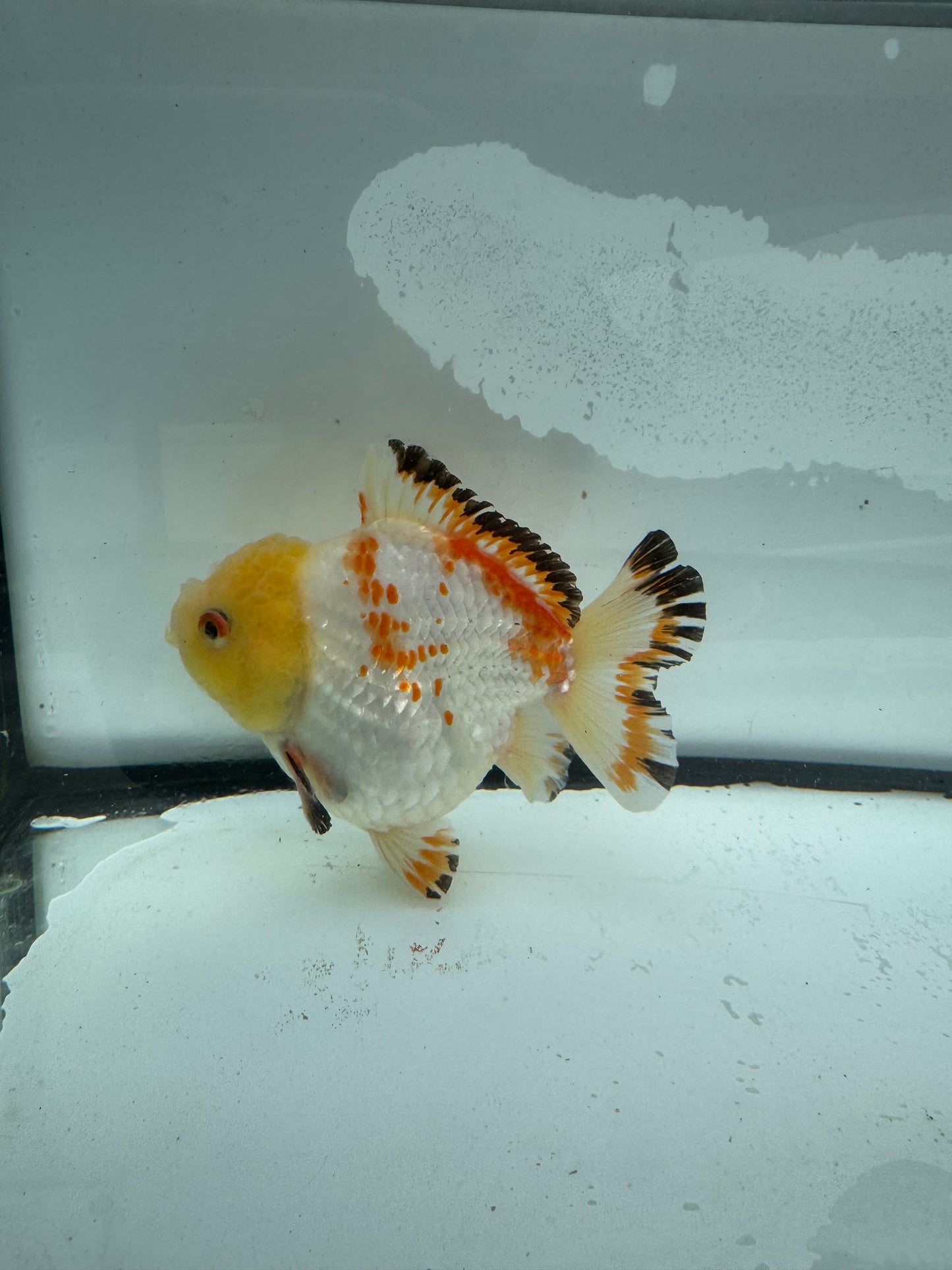 Short tail Oranda. WVF929