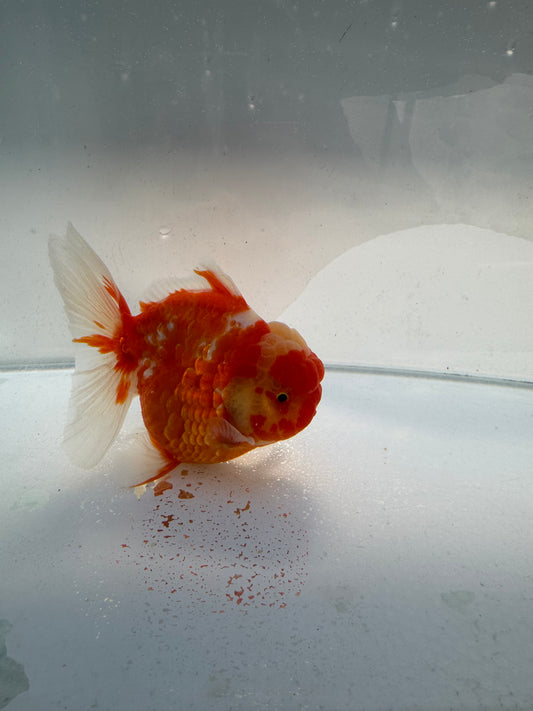 Sakura shogun Oranda. WVF337 direct from Jack Shogun