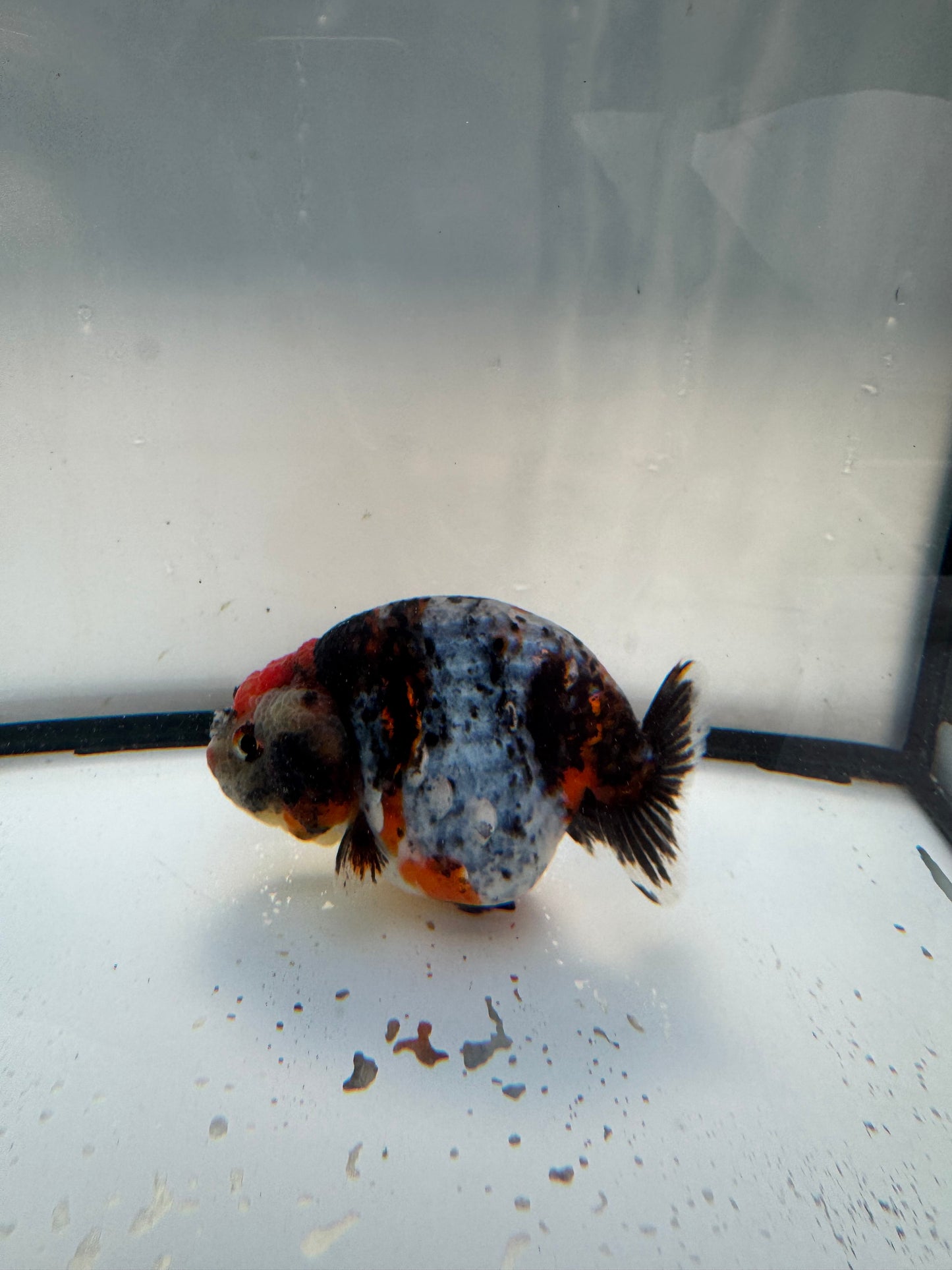 Kirin Ranchu. WVF1102