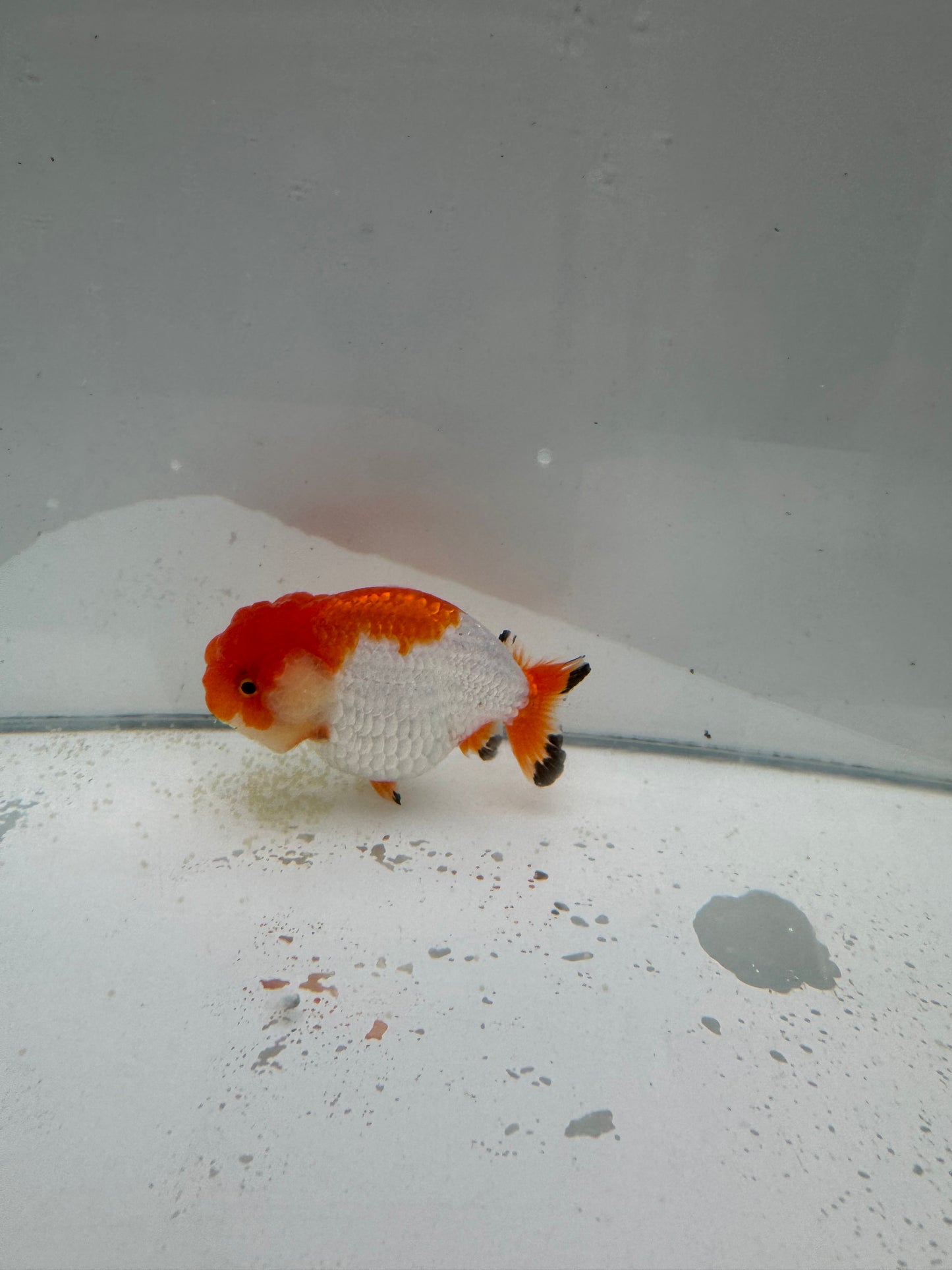 Red&white Ranchu.  WVF044