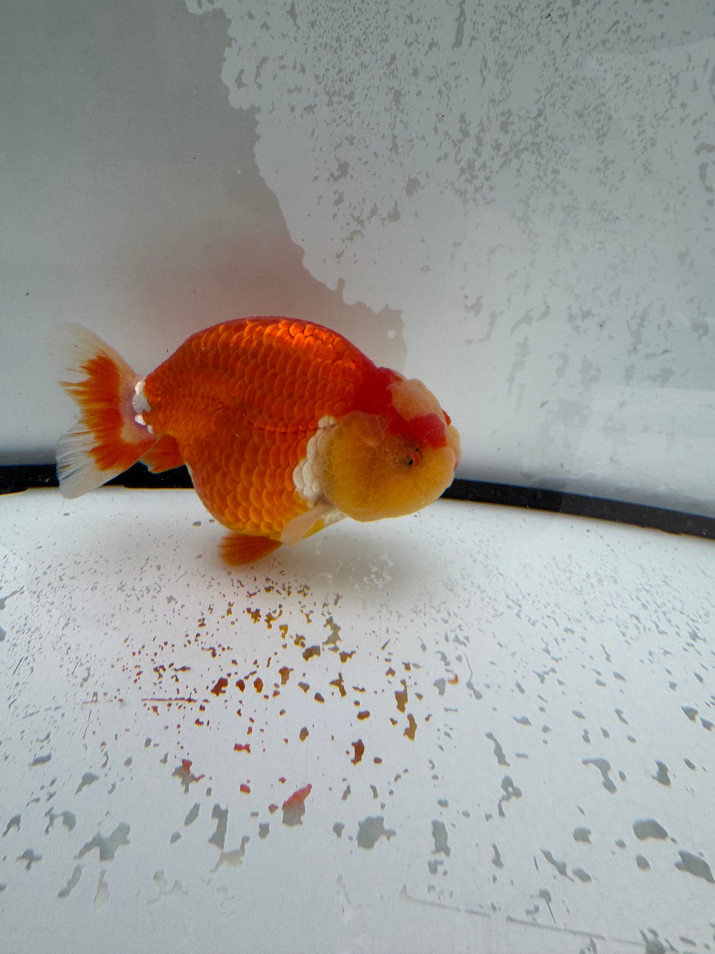 Red&white Ranchu. WVF1114
