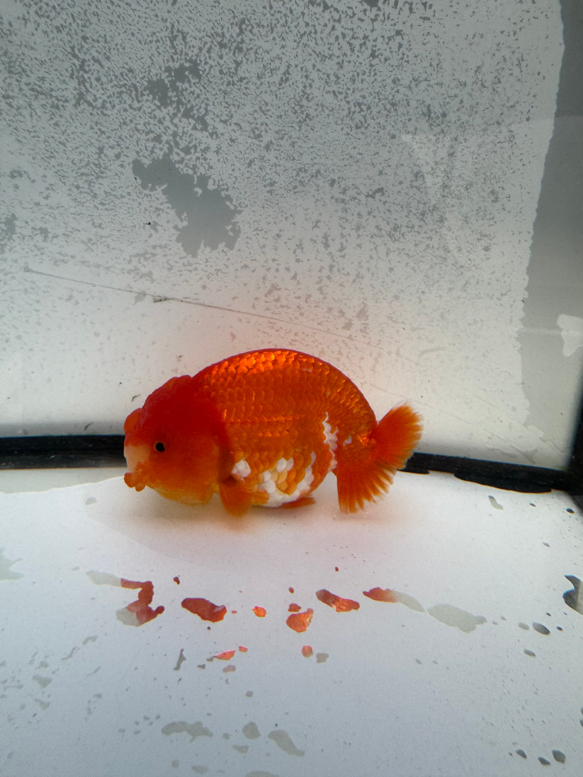 Red&white dragon head Ranchu. WVF1154