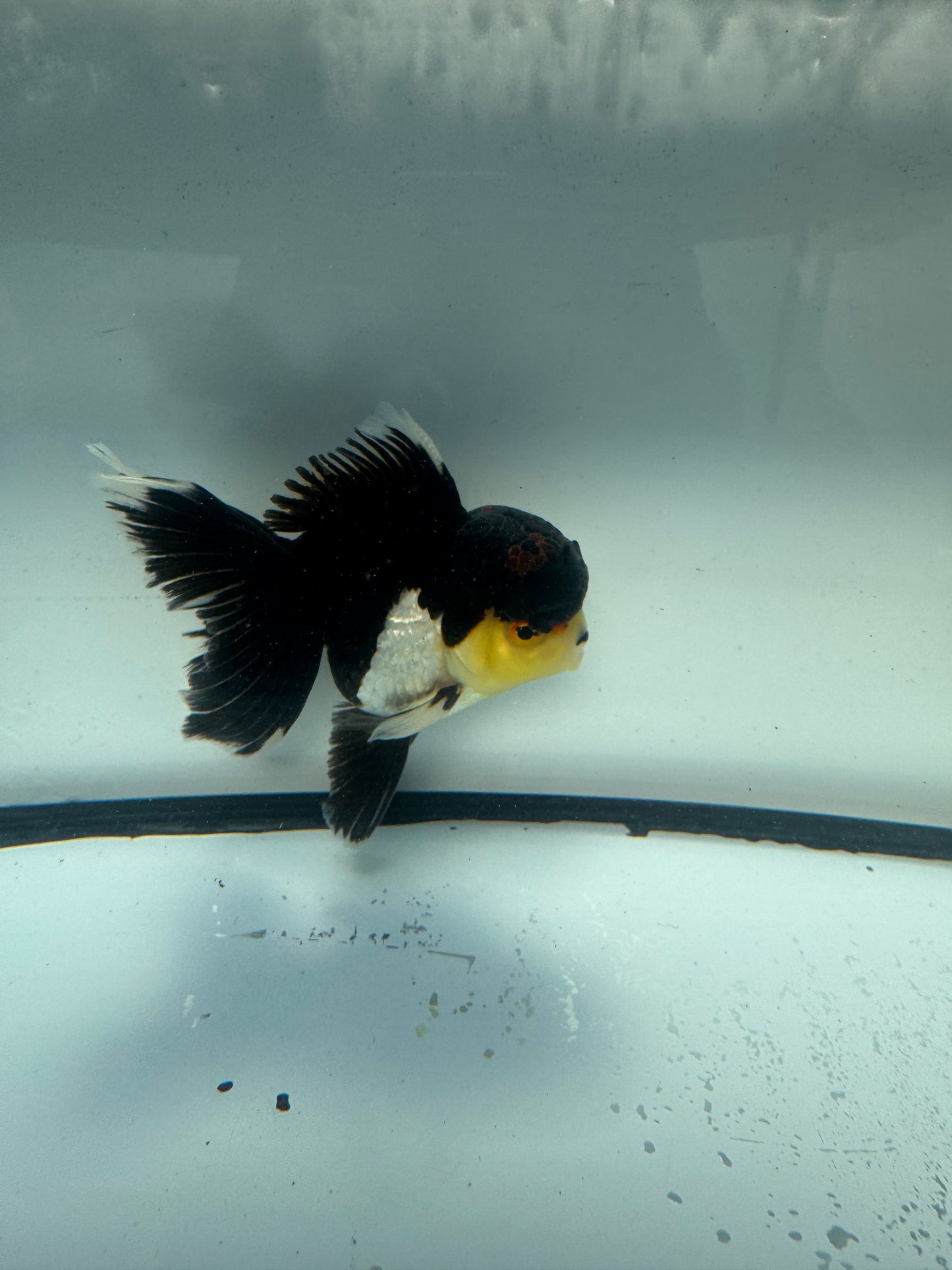 Panda/tricolour Oranda. WVF906