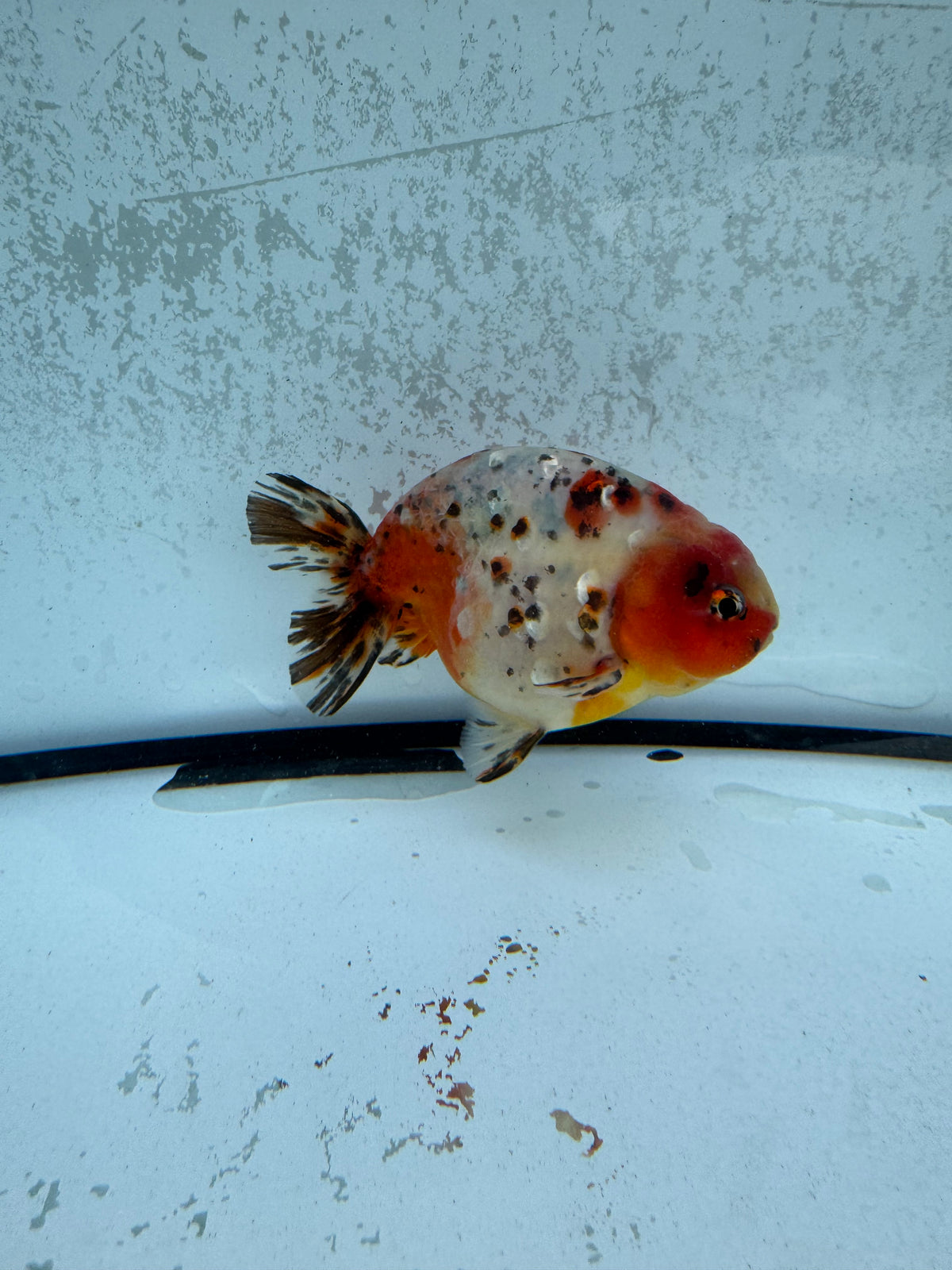 Calico Ranchu. WVF1257