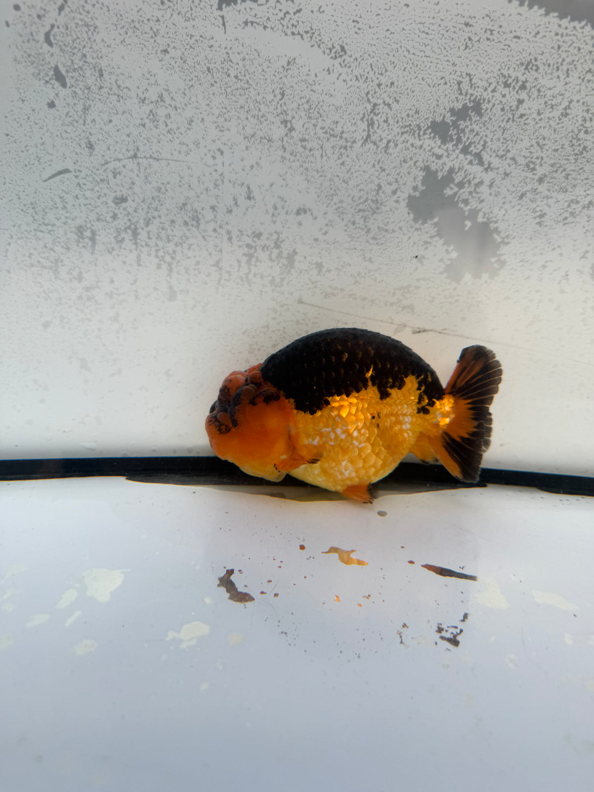 Dragon head Ranchu. WVF1150