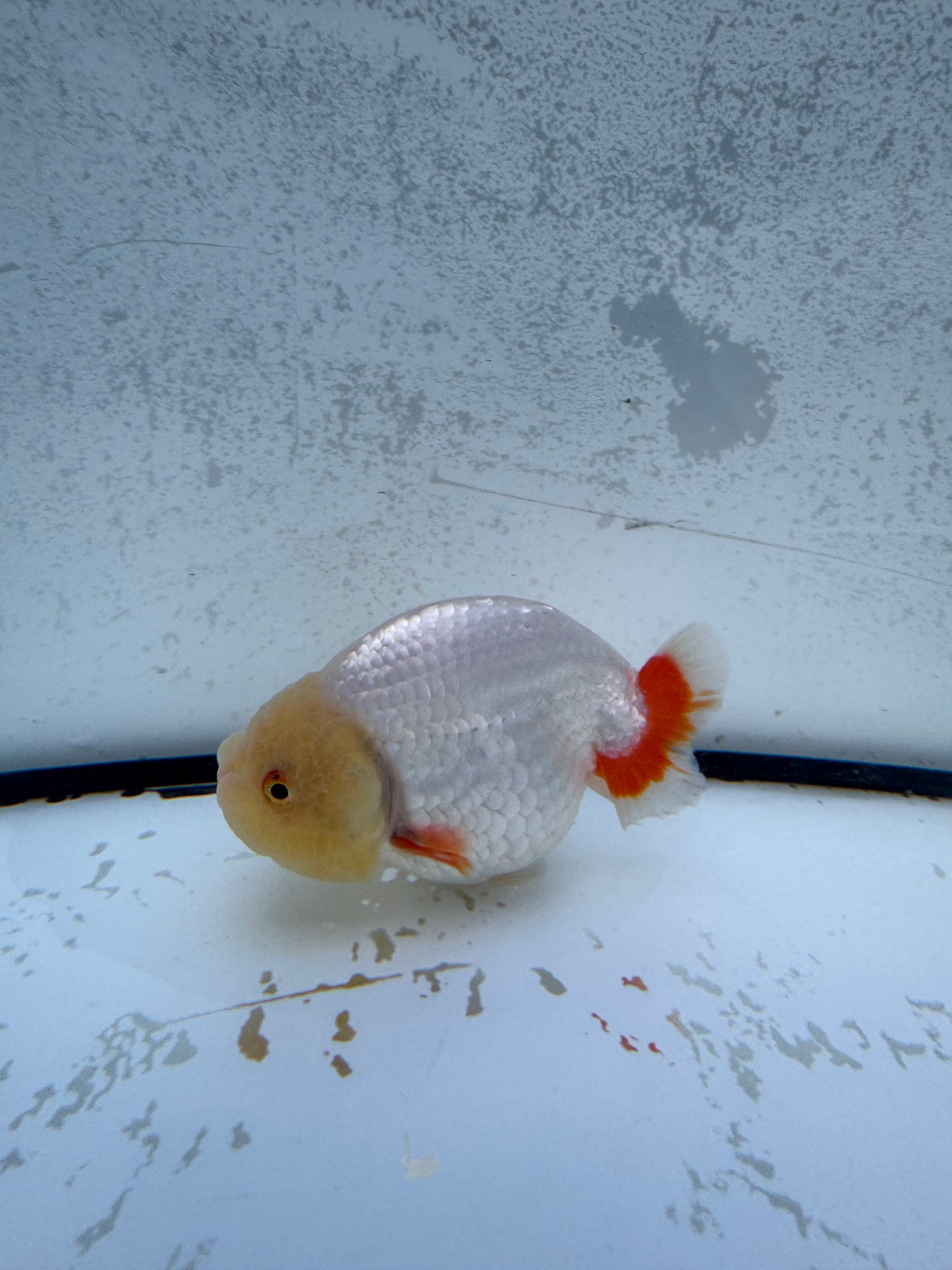 Red&white Ranchu. WVF1156