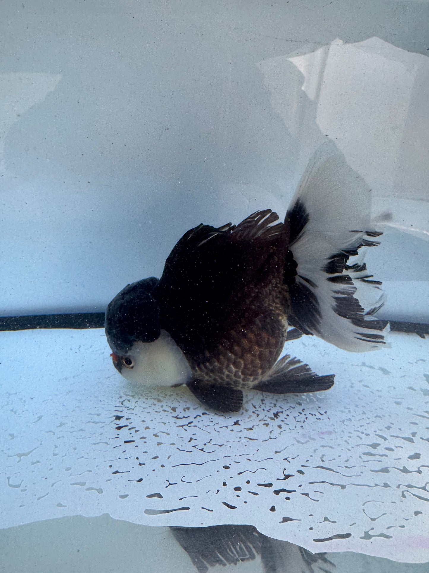 Panda/tricolour. WVF580