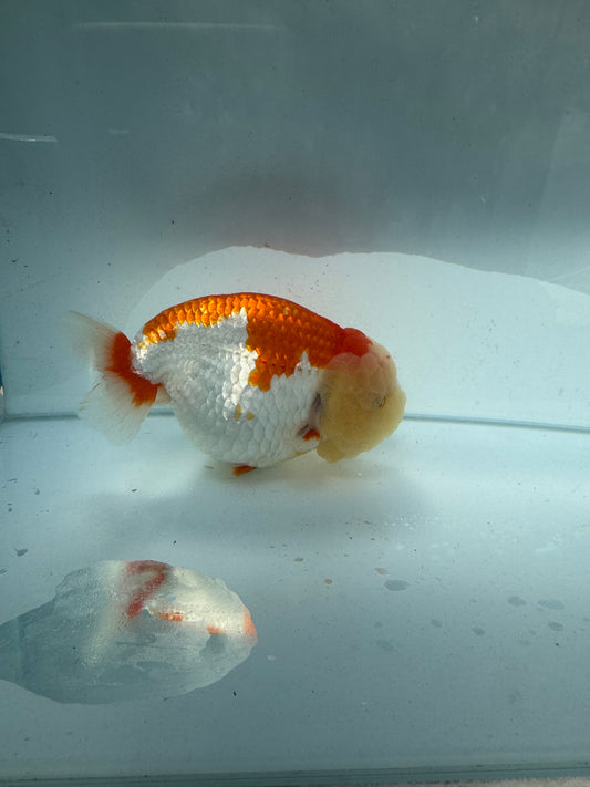 Red&white Ranchu. WVF191