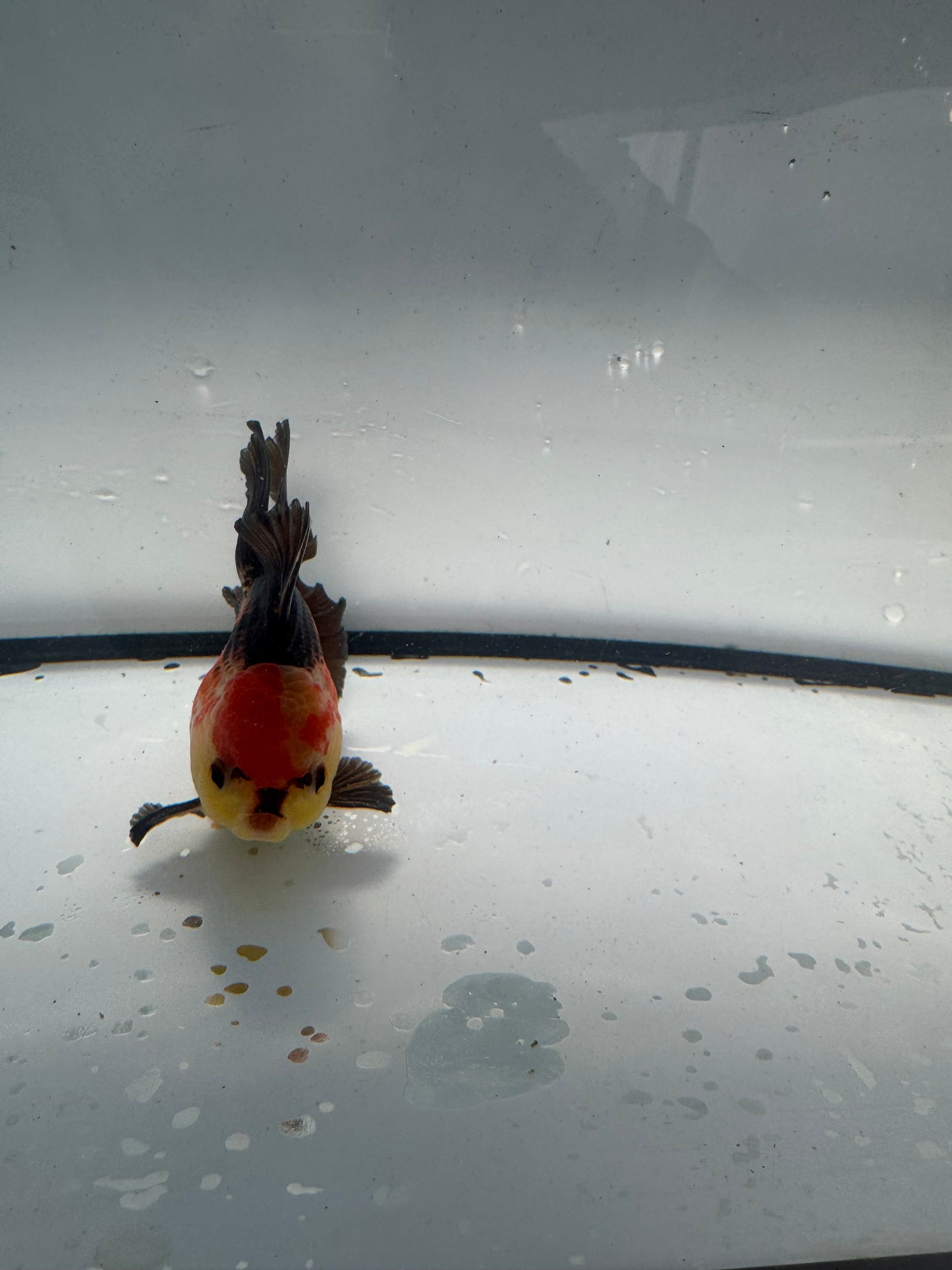 Tricolour Oranda. WVF937
