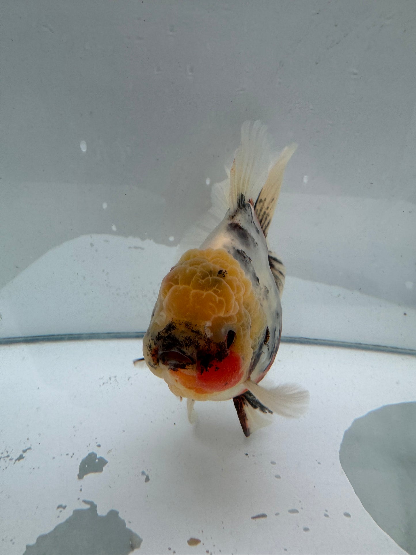 Calico Oranda.  WVF079