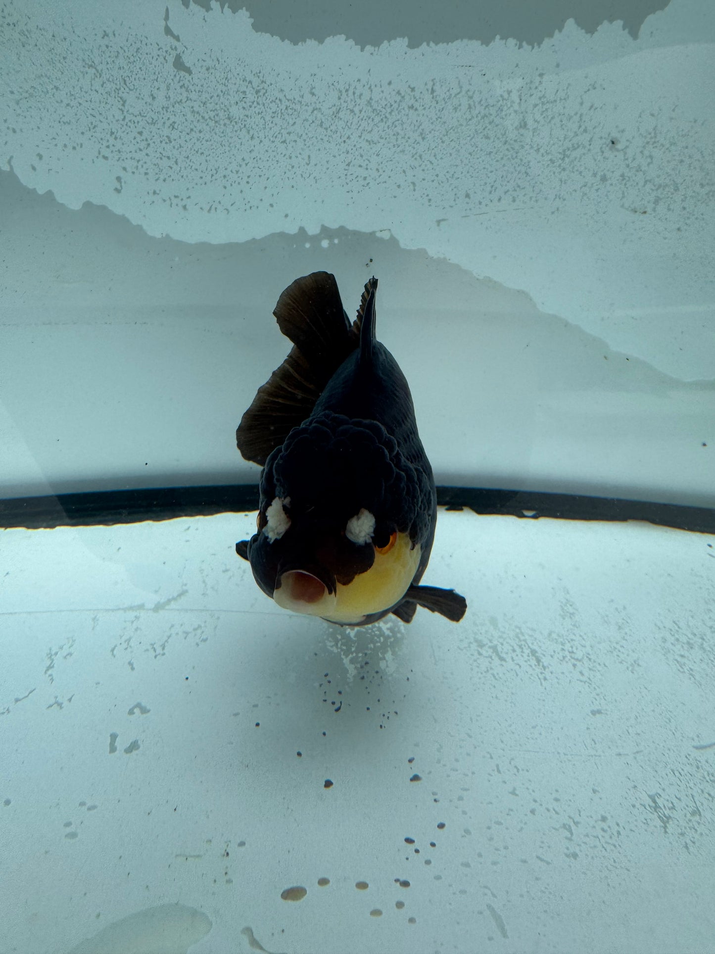 Short tail Oranda.  WVF926