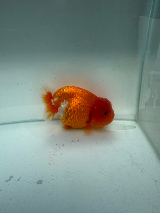 Red&white Ranchu. WVF235