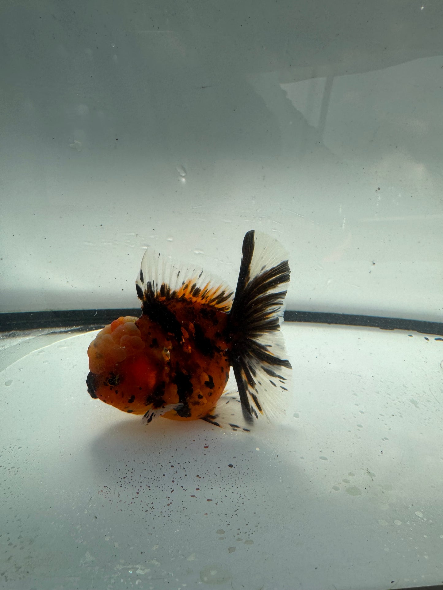 Red tiger Oranda. WVF935