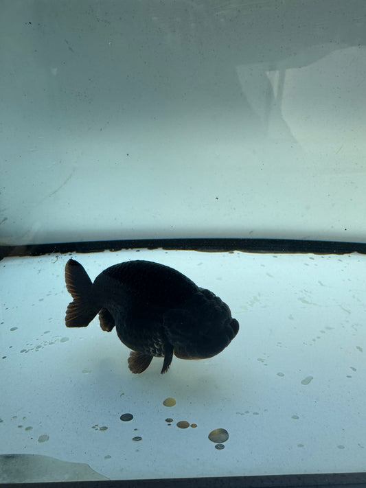 Black Ranchu. WVF1183