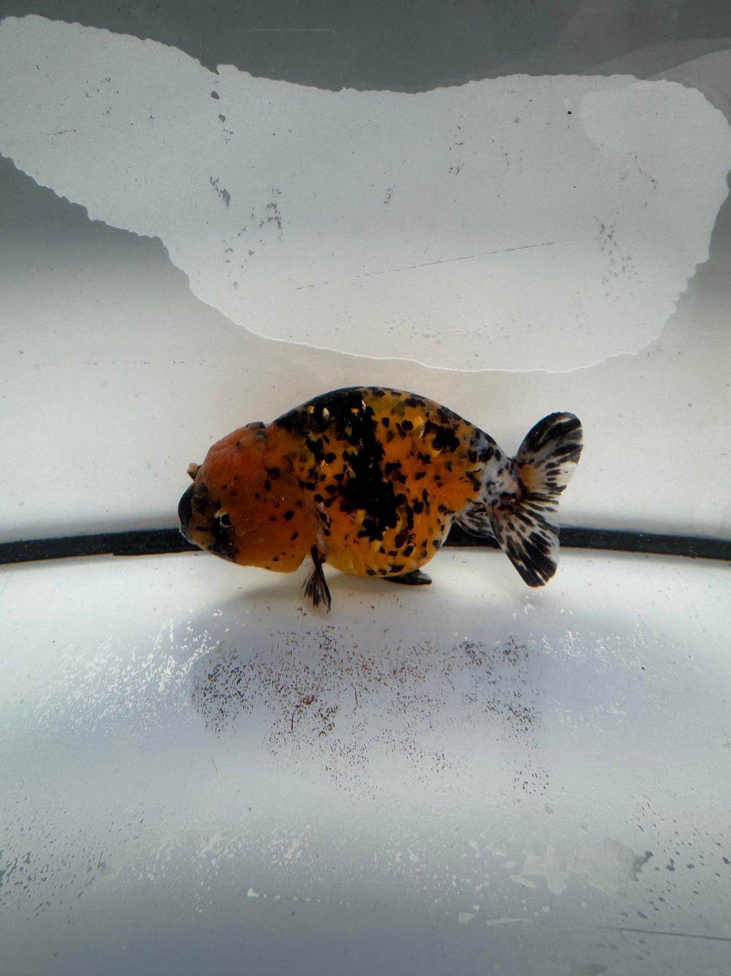 Calico Ranchu. WVF1038