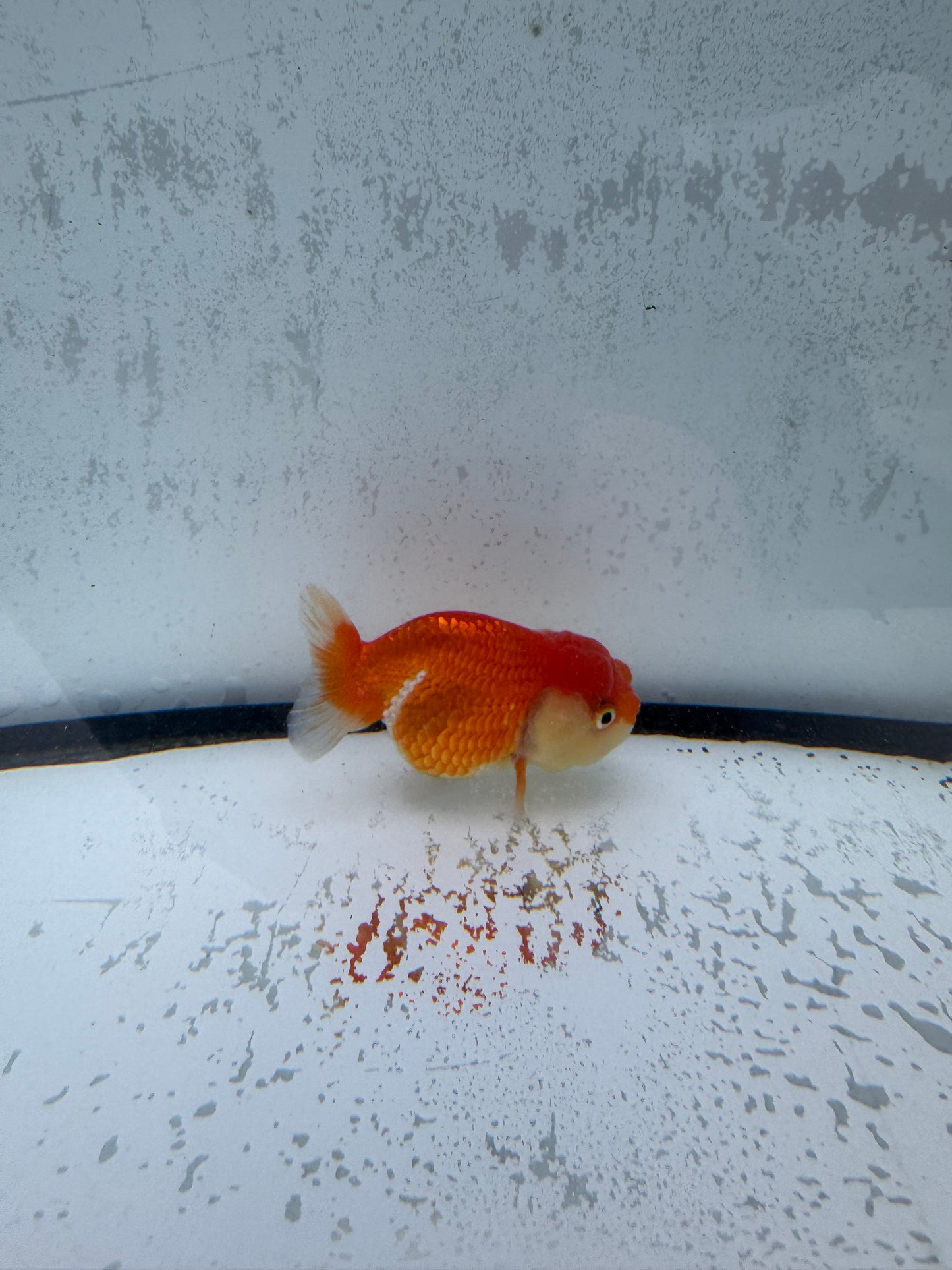 Red&white Ranchu. WVF511