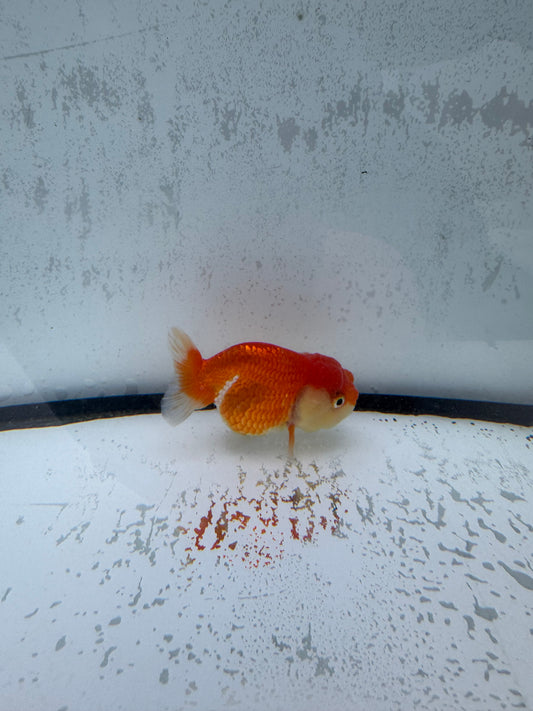 Red&white Ranchu. WVF511