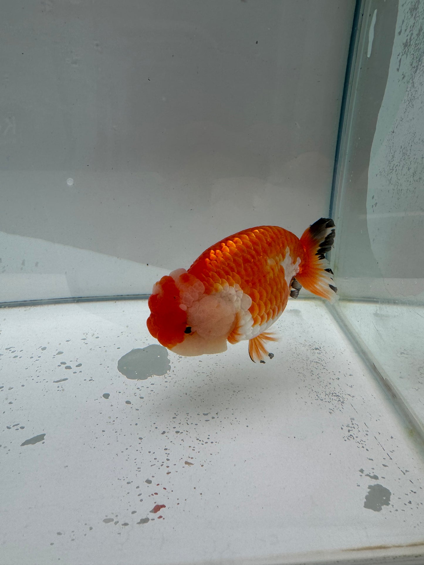 Red&white Ranchu.  WVF043