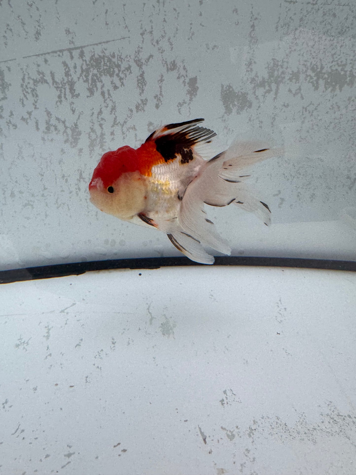 Tricolour Oranda. WVF495