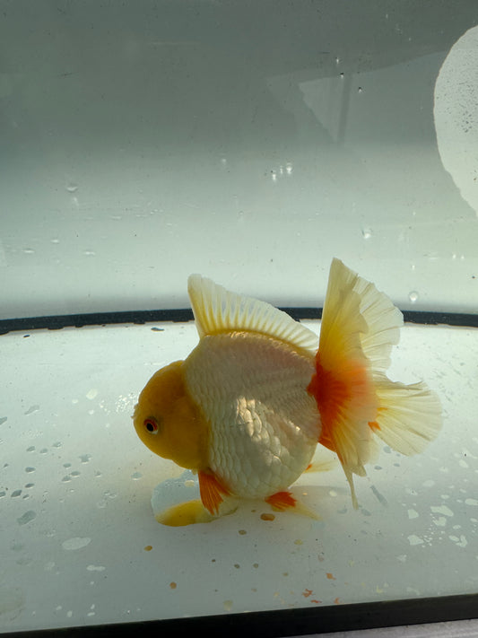 Red&white Oranda. WVF942