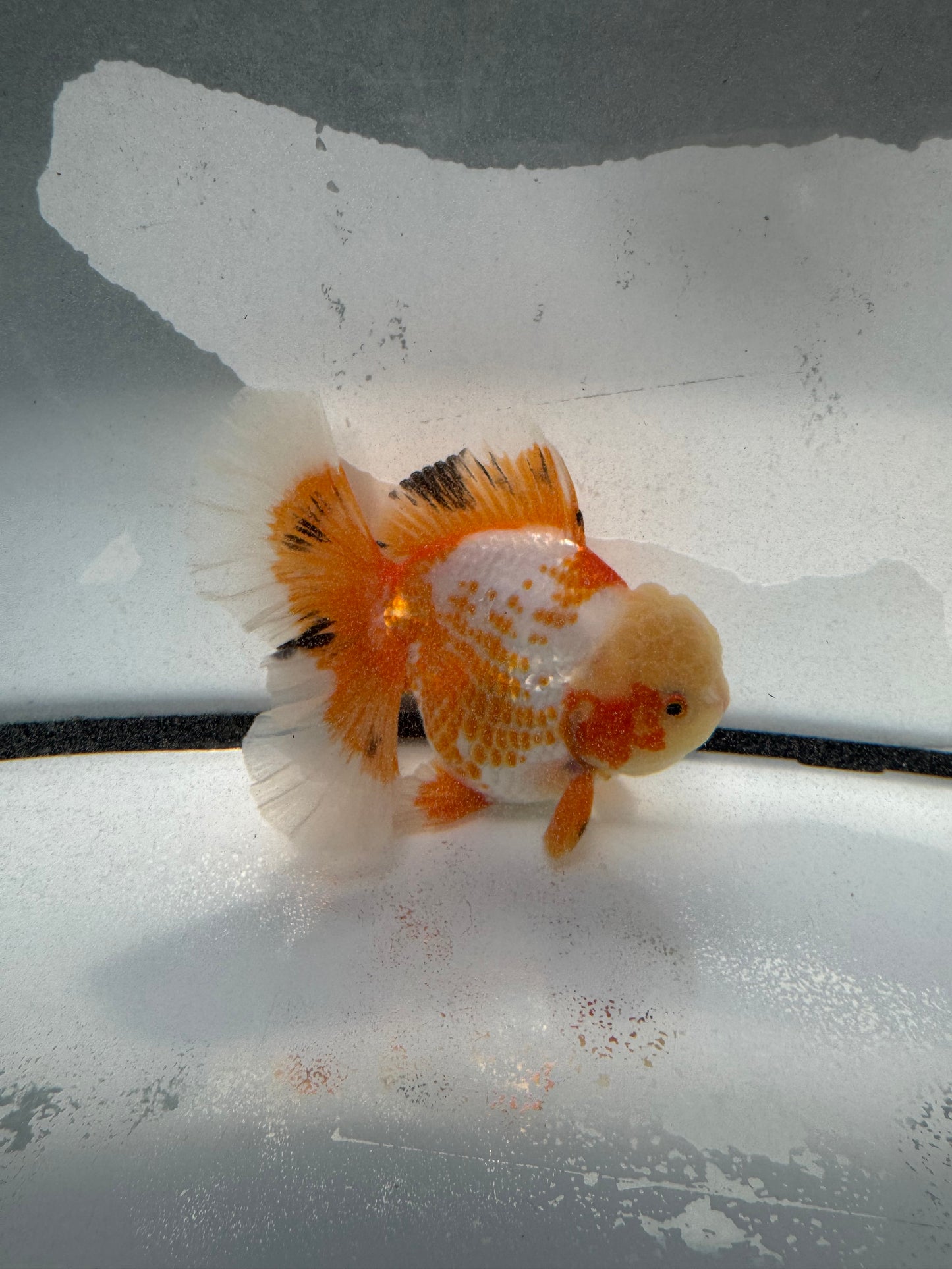 Red&white Oranda. WVF1046