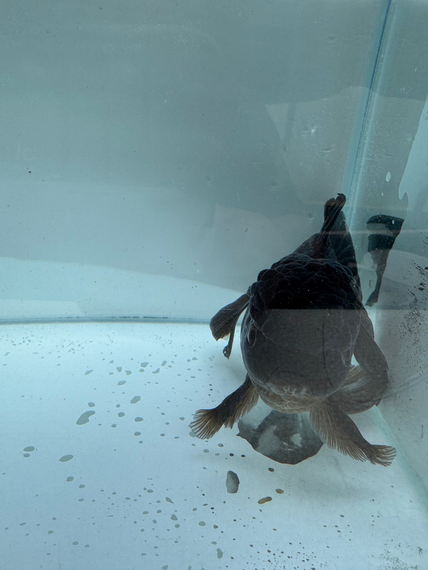 Bronze Oranda. WVF304