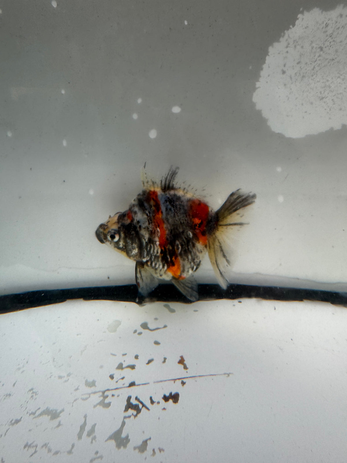Calico Ryukin. WVF1206