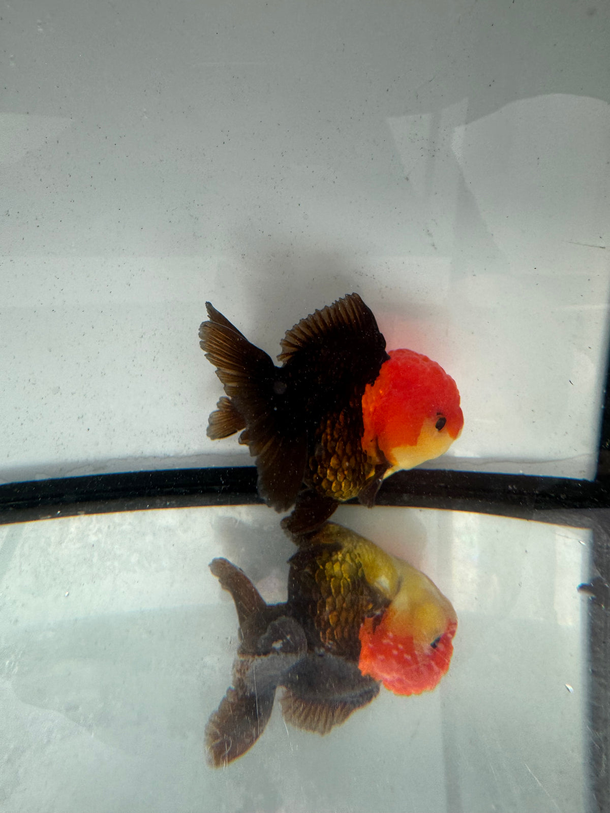 Redhead black Oranda. WVF1162