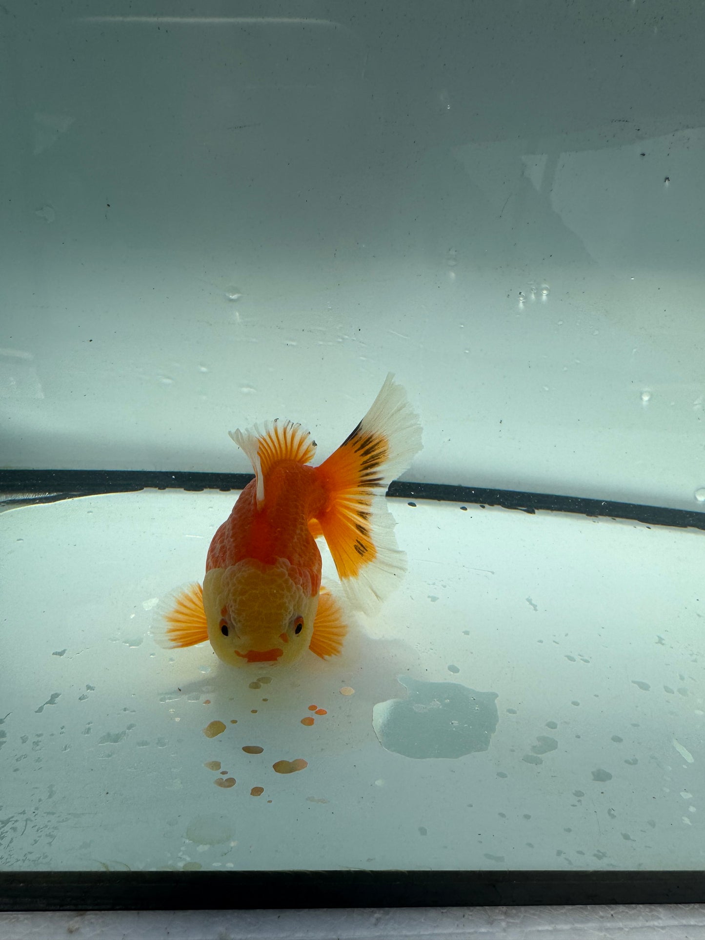 Red&white Oranda. WVF944