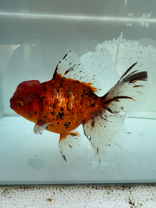 Calico Oranda. WVF365