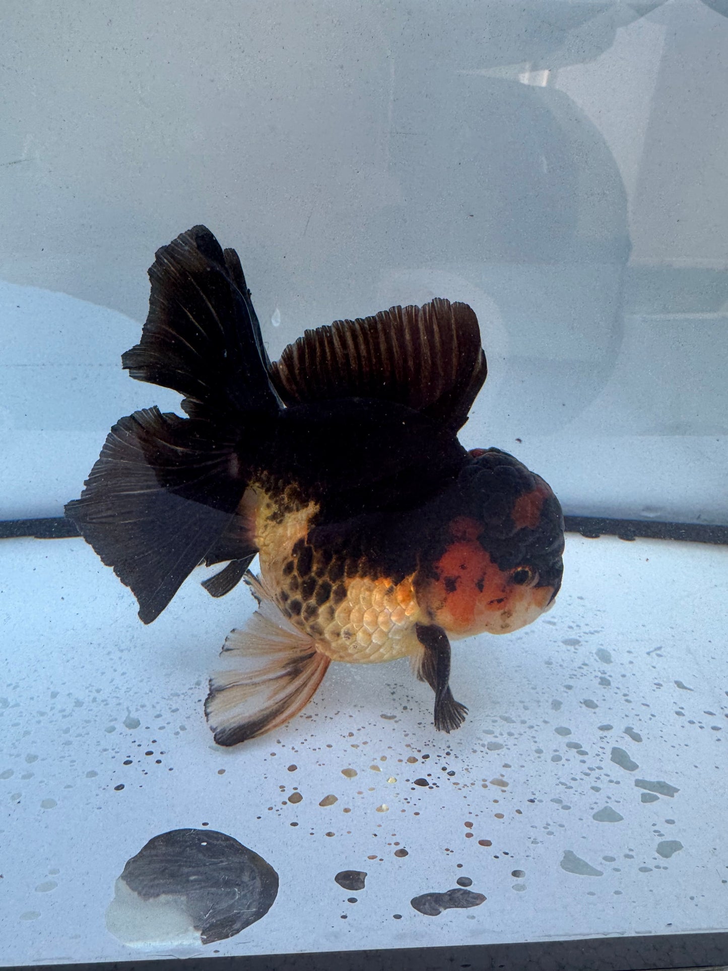 Red&black Oranda. WVF605