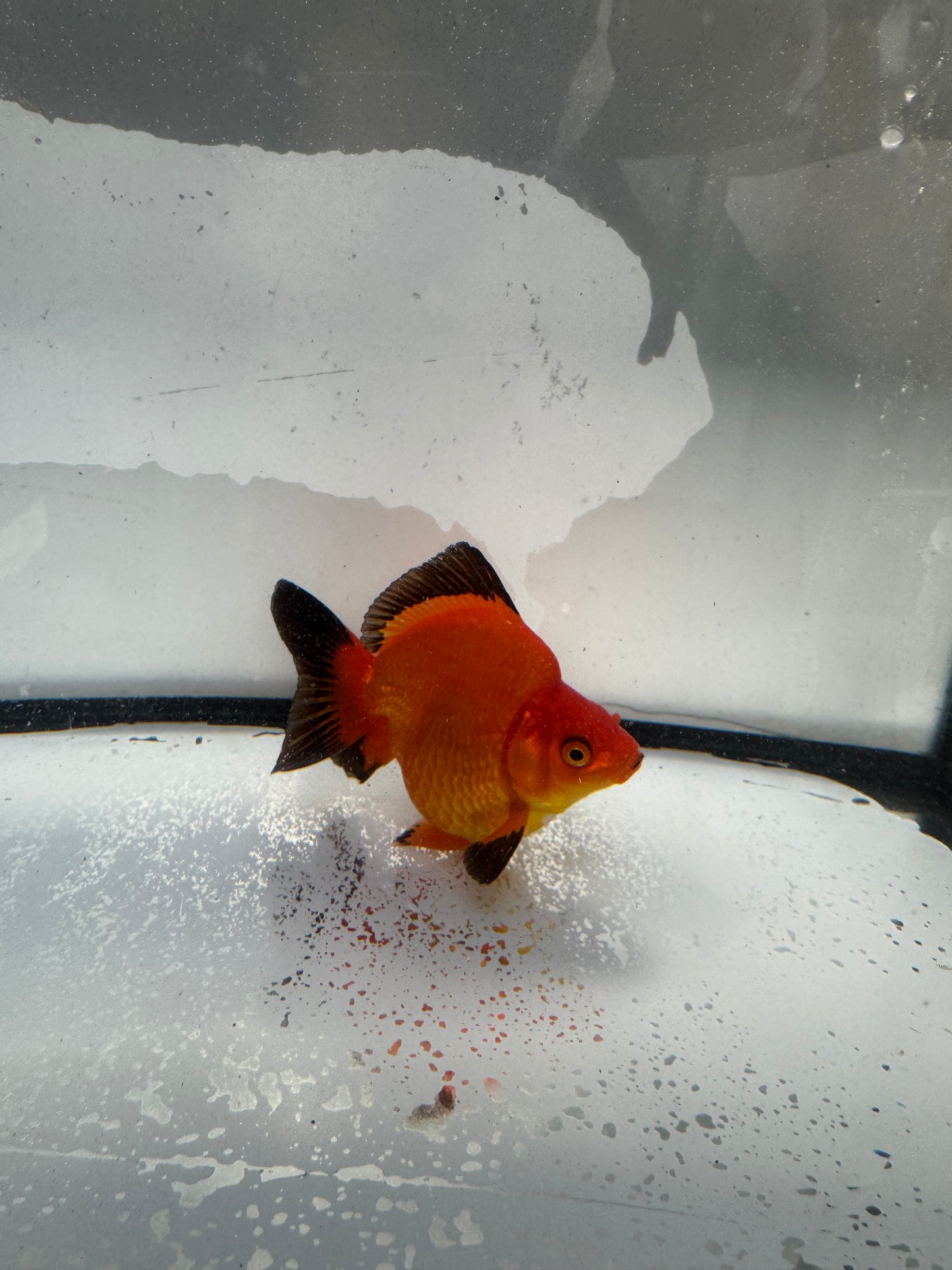 Red Ryukin. WVF1032