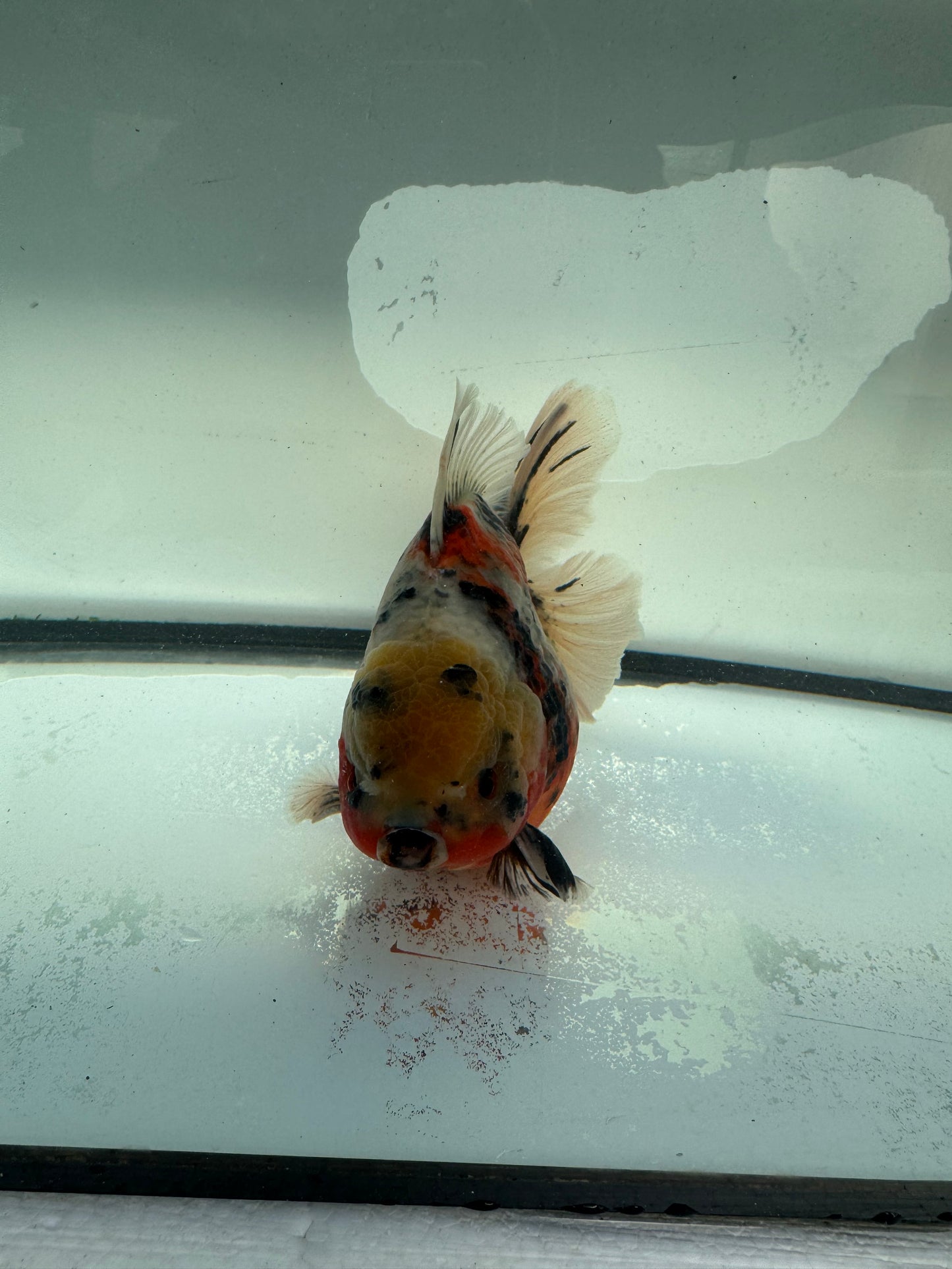 Calico Oranda. WVF1034
