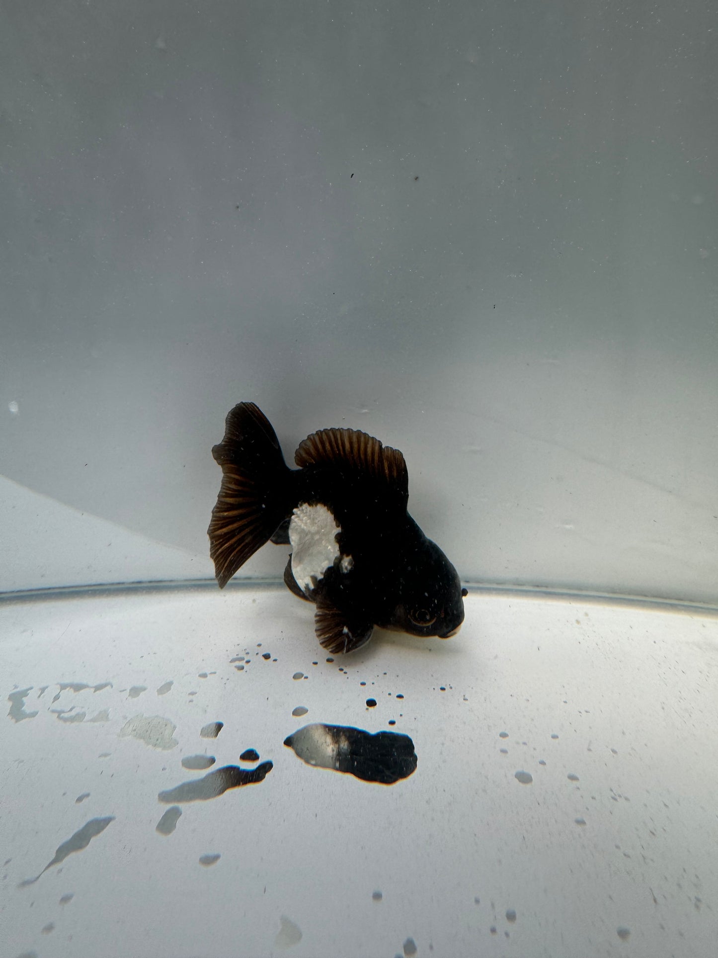 Panda Oranda WVF007