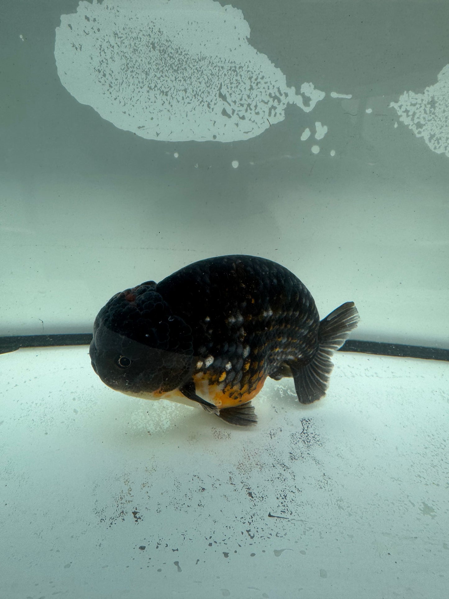 Kirin Ranchu. WVF948
