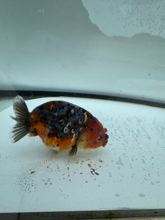 Calico Ranchu. WVF985