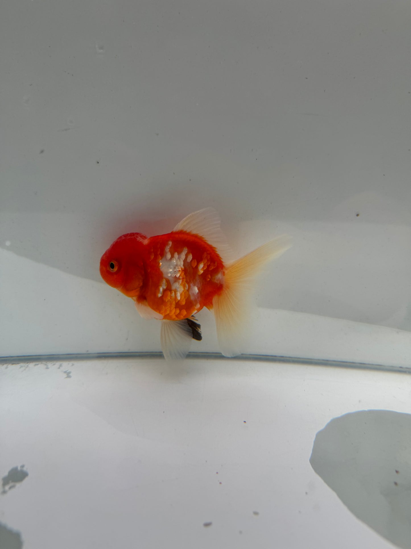 Sakura Oranda.  WVF113