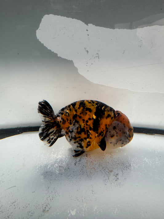 Calico Ranchu. WVF1038