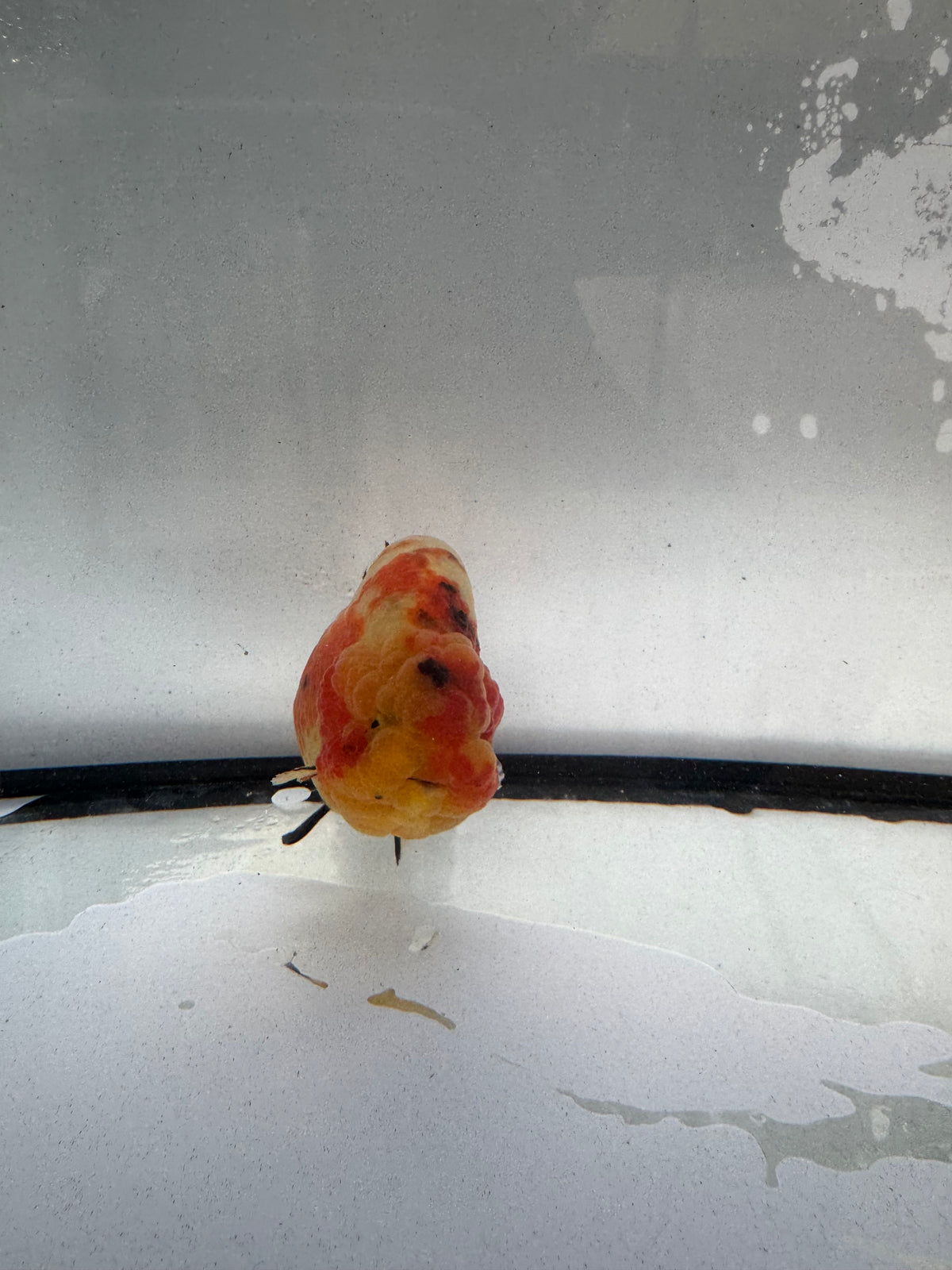 Calico Ranchu.  WVF1235