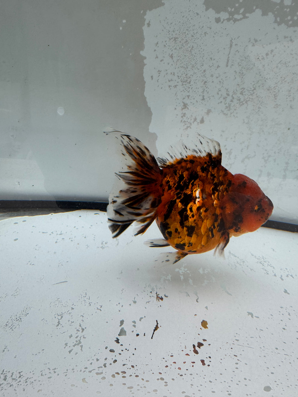 Red tiger Oranda. WVF1120